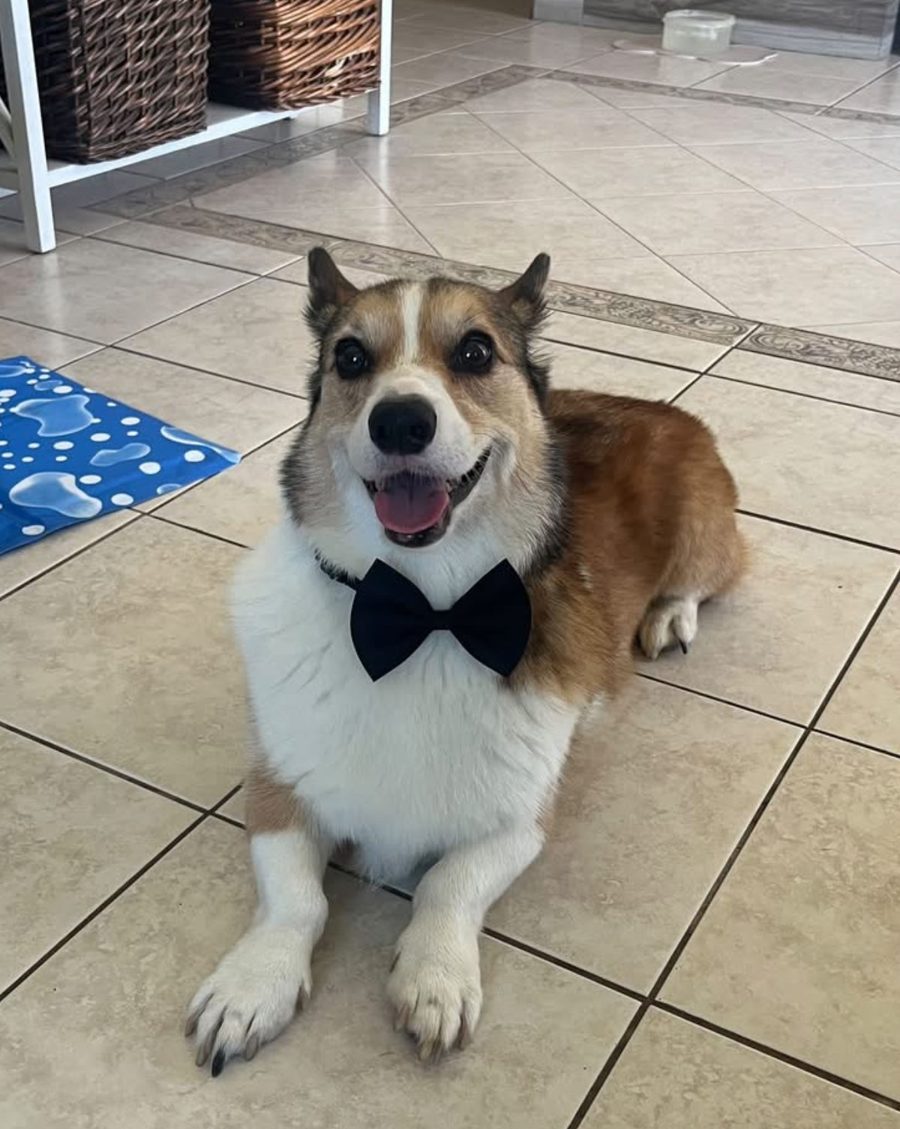 Bentley the corgi wearing a black bow tie